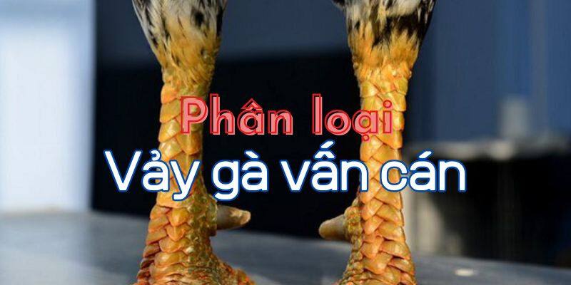 Các loại vảy vấn cán chi tiết