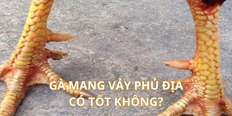 Gà vảy phủ địa có giúp chiến kê thi đấu tốt không