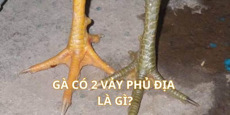 Tìm hiểu về chiến kê mang 2 vảy phủ địa